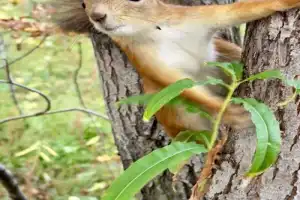 Прогулка в Хибинах + экскурсия по Кировску в мини-группе - 12
