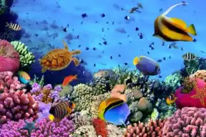 Морская прогулка на лодке с прозрачным дном - 2