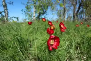 Волжские выходные в Хвалынске и Сызрани: цветущие пионы, театрализованная экскурсия и чаепитие