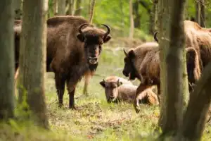 В Окский заповедник — к журавлям и зубрам!