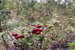 Полюбить Мурманск с первой встречи - 14