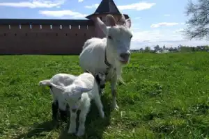 Суздаль. Ха-ха-ха - 3