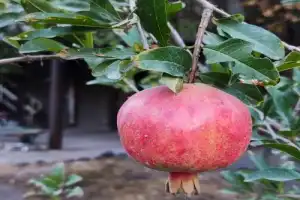 Ереванский Конд + фастфуд по-армянски! - 32