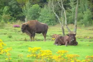 Беловежская пуща: по дороге к наследию предков — из Бреста - 3