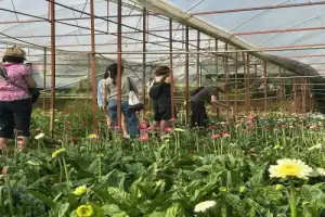 Водопады Далата: Датанла, Понгур и Элефант - 11