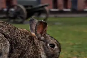 По фортам Калининграда — из Зеленоградска - 19