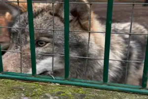 Из Бреста — в Беловежскую пущу - 6