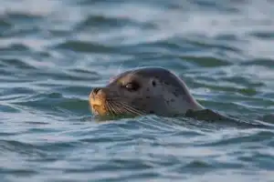 Териберка за 1 день: посёлок, китовое сафари и дегустация морепродуктов - 17
