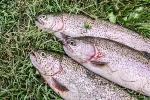 Рыбалка во Вьетнаме: день тишины на озере среди джунглей Нячанга - 6