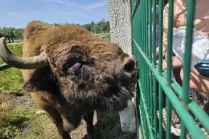 Из Бреста — в заповедный мир Беловежской пущи - 17