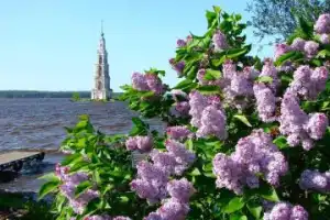 5 древних городов на берегах могучей Волги: автобусный тур из Москвы с дегустацией сыра