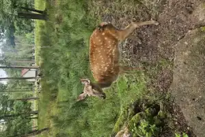 Из Бреста — в заповедный мир Беловежской пущи - 16