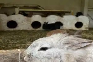Природные жемчужины Сочи - 20