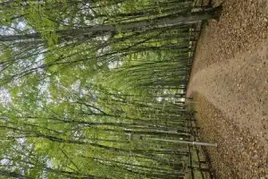 Из Бреста — в заповедный мир Беловежской пущи - 5