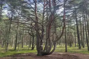 Куршская коса — уголок нетронутой природы