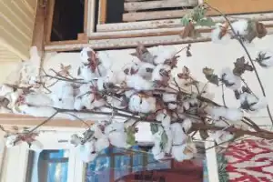 Ташкент: колорит Старого города - 6