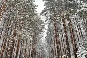 Карелия в белом наряде: зимняя сказка в Петрозаводске, Приладожье и парке «Рускеала» - 7