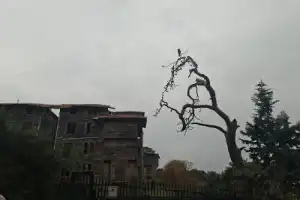 Из Стамбула — на Принцевы острова! - 19