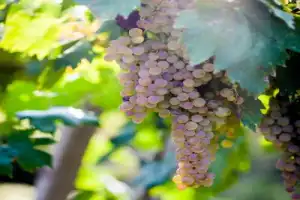Винная экскурсия: Soave — вино любви - 11