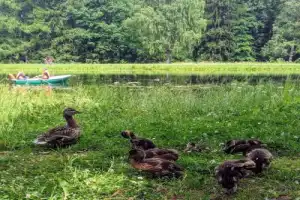 Детская экскурсия по Павловскому парку «Обитель муз» - 8