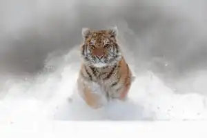 Кравцовские водопады и Земля леопарда - 10