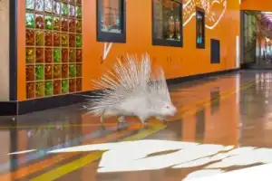 Танки, кони, звери: обзорная экскурсия по конному клубу и чаепитие - 11