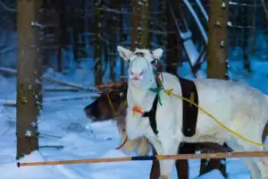 В гости к карельскому Деду Морозу! - 2
