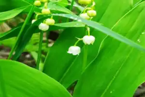 Экодень в окрестностях Нальчика - 13