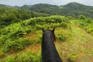 Конная прогулка по горному Лоо Конная прогулка по горному Лоо