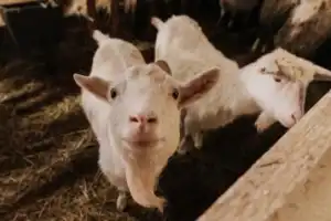 Новогодние каникулы на ранчо в Подмосковье с анимацией и банкетом Новогодние каникулы на ранчо в Подмосковье с анимацией и банкетом