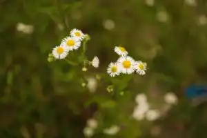 С видом на горы: фотопрогулка на «Роза Хутор» - 12