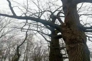 Тайны воронежского некрополя - 2