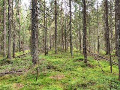 Лешего бояться — Карелию не видать - 2