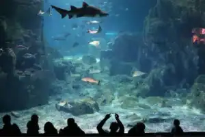 В гости к акулам и скатам: поездка в Istanbul Aquarium (трансфер и билеты включены) - 2