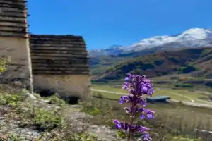 Заповедное Цейское ущелье — зарядиться энергией гор! Индивидуальная экскурсия - 8