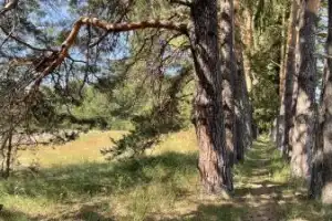 За тихой молитвой на дальние камни батюшки Серафима — из Дивеево - 4