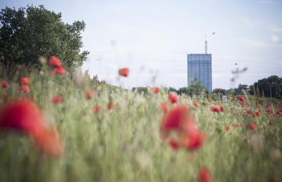 Белград — город на границе двух культур - 2