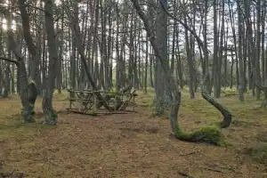 Куршская коса и Зеленоградск — из Калининграда Куршская коса и Зеленоградск — из Калининграда