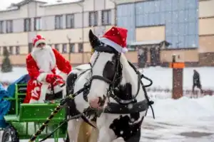 Танки, кони, звери: обзорная экскурсия по конному клубу и чаепитие - 21