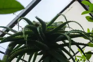 Саратов исторический и тропический - 7