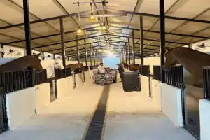 Конная прогулка в Дубае: танец с ветром в пустыне - 6
