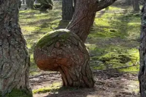 Загадки и чудеса Куршской косы - 3