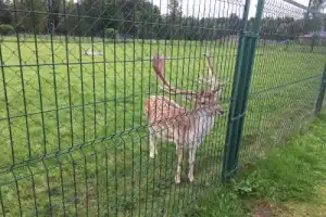 Императорские резиденции: Ораниенбаум (Ломоносов) - 16