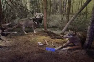 Из Бреста — в Беловежскую пущу - 8