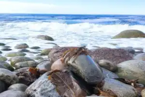 Морская прогулка в Териберке — в мини-группе - 5