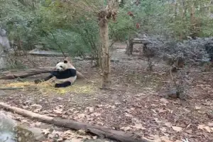 Чэнду между рейсами - 4