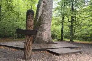 Трансфер из Бреста на экскурсии в Беловежскую пущу - 13