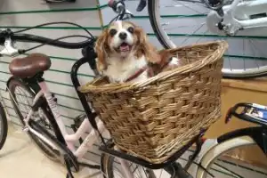 Принцевы острова: экопутешествие по жемчужинам Стамбула на велосипеде и пешком - 6