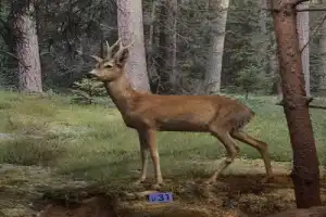 Из Бреста — в Беловежскую пущу - 7