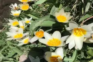 Водопады Таваксая и Большой каньон - 4